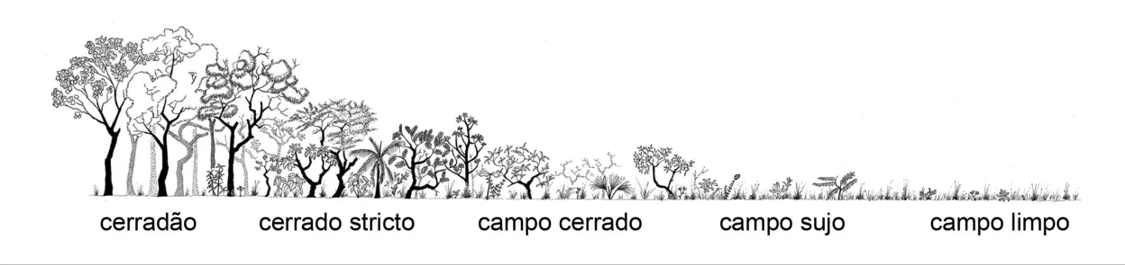 Tekening van de overgang van bomen naar grasland: cerradão, cerrado stricto, campo cerrado, campo sujo en campo limpo.