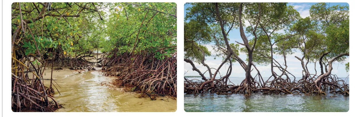 Twee foto's van mangrovebomen met luchtwortels in het water.