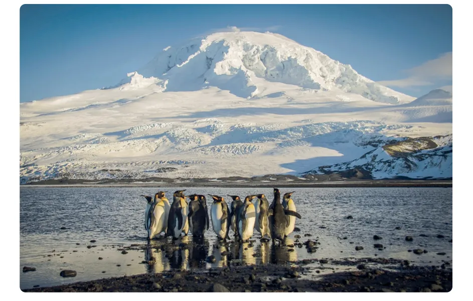 Foto van Heard Island met de besneeuwde vulkaan Mawson Peak op de achtergrond; op de voorgrond staat een groep koningspinguïns op de kust.