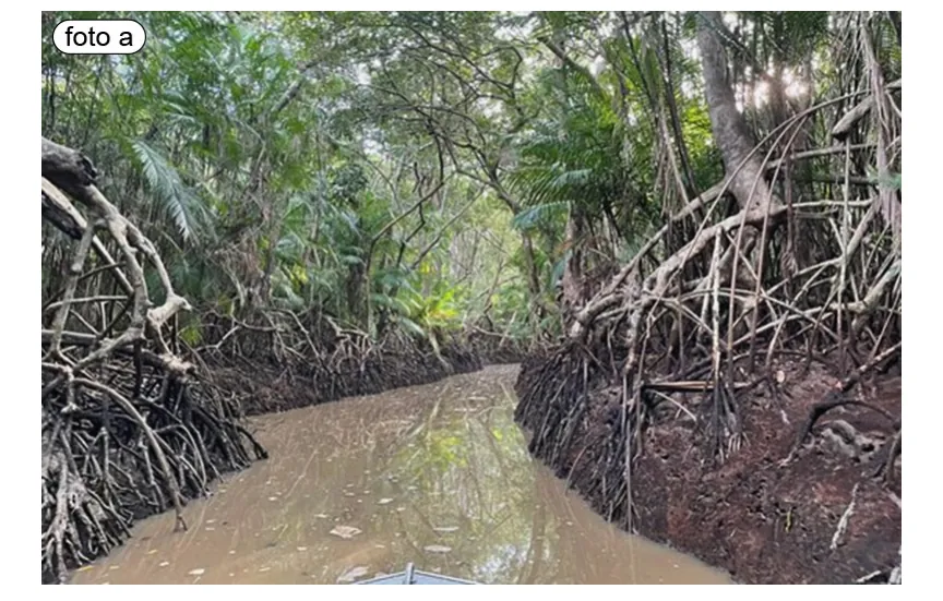 Foto van een mangrovebos: een smalle, bruine waterweg tussen dicht begroeide oevers met grote wortels.