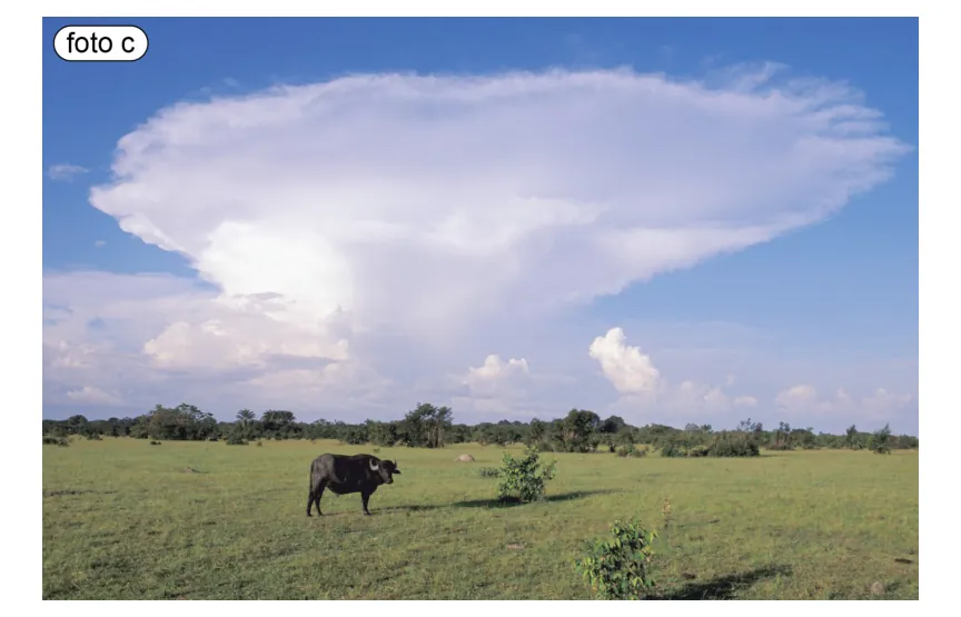 Foto van een open grasvlakte met een buffel, met een grote stapelwolk aan de hemel.