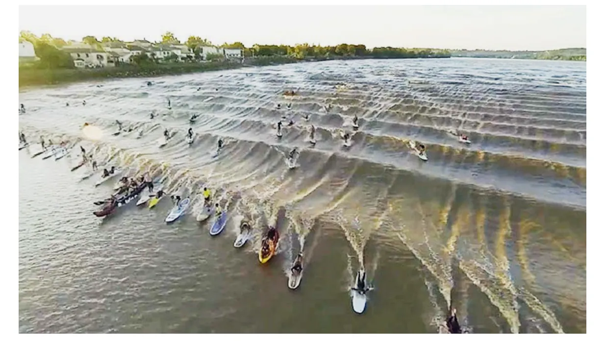 Foto van tientallen surfers op een hoge golf van de Pororoca, dicht bij de oever met bebouwing.