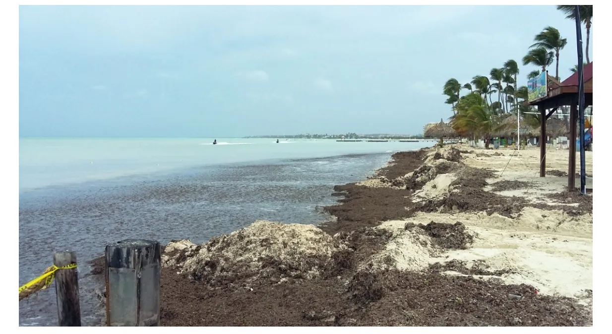 Foto van een strand met veel afgebroken plantmateriaal en zand, en palmbomen aan de rand, als voorbeeld van kusterosie.