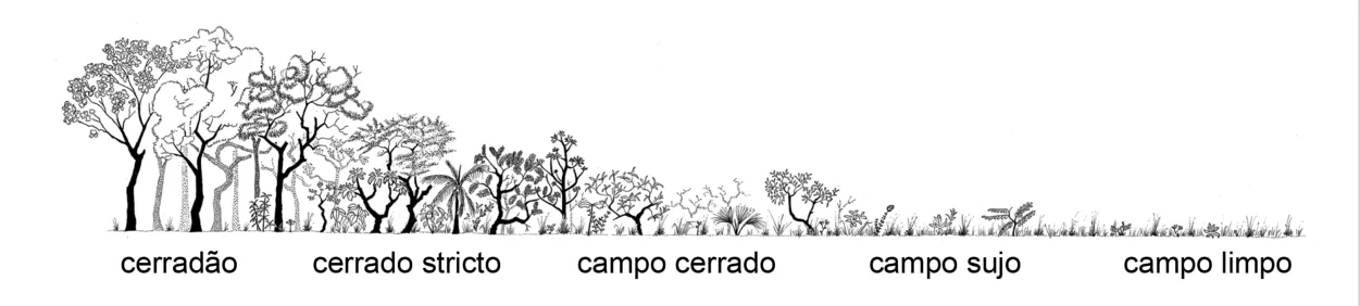 Tekening van de overgang van cerradão via cerrado stricto en campo cerrado naar campo sujo en campo limpo.