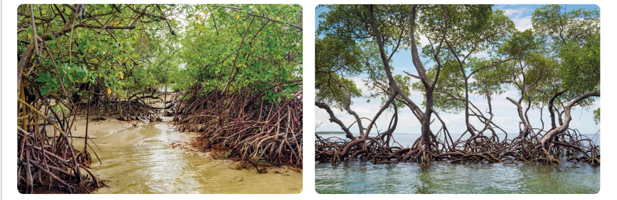 Twee foto's van mangroven: links een geul met bruin water tussen dichte mangrovebomen met een wirwar van luchtwortels, rechts mangrovebomen die op hun steltwortels in zee staan.