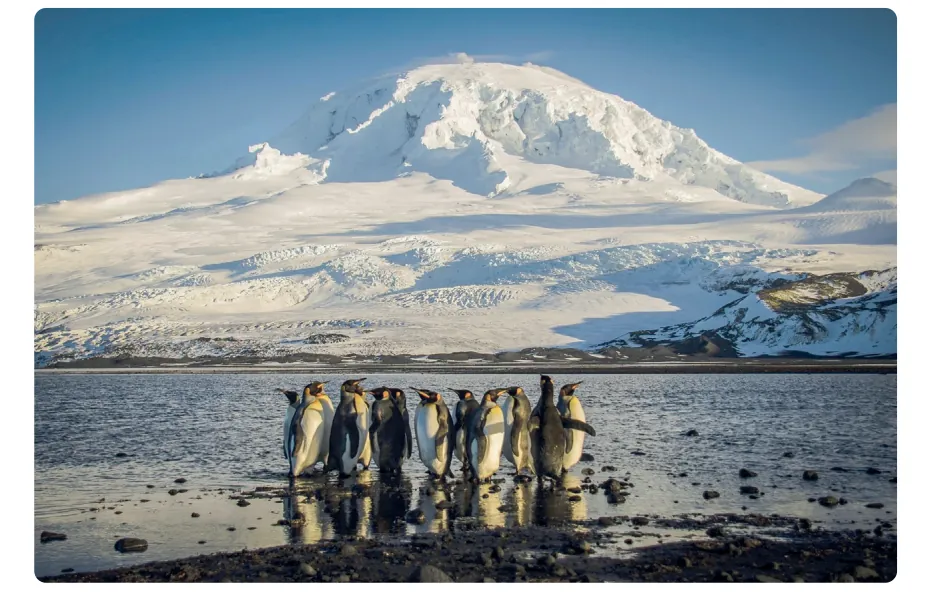 Foto van een groep koningspinguïns in ondiep water aan een stenig strand, met op de achtergrond een met sneeuw en ijs bedekte, brede vulkaan onder een blauwe lucht.