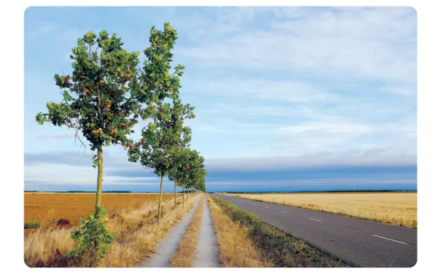 Landweg tussen rijen bomen en akkers met droog gras, onder een bewolkte lucht.