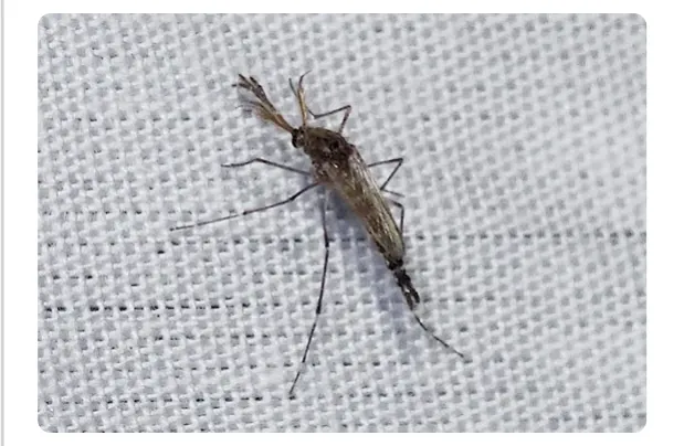 Foto van een mangrovemug Aedes taeniorhynchus op een witte stof.