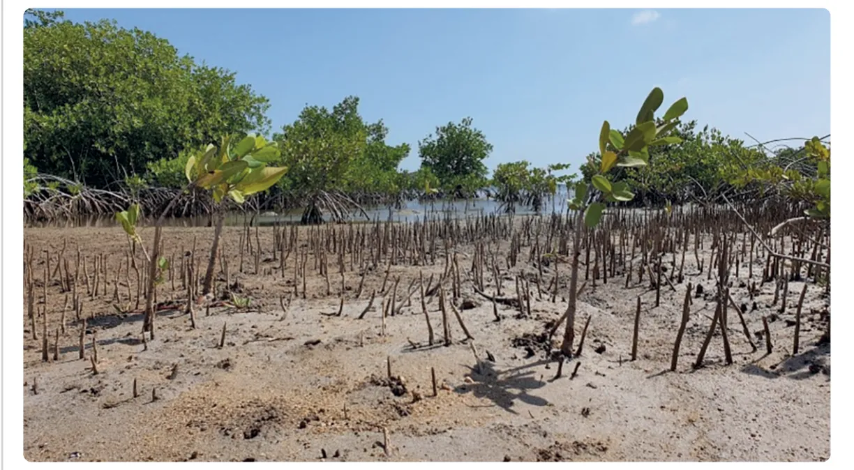 Foto van een mangrovegebied met jonge mangroveplanten die uit een zanderige bodem omhoog steken, met water op de achtergrond.