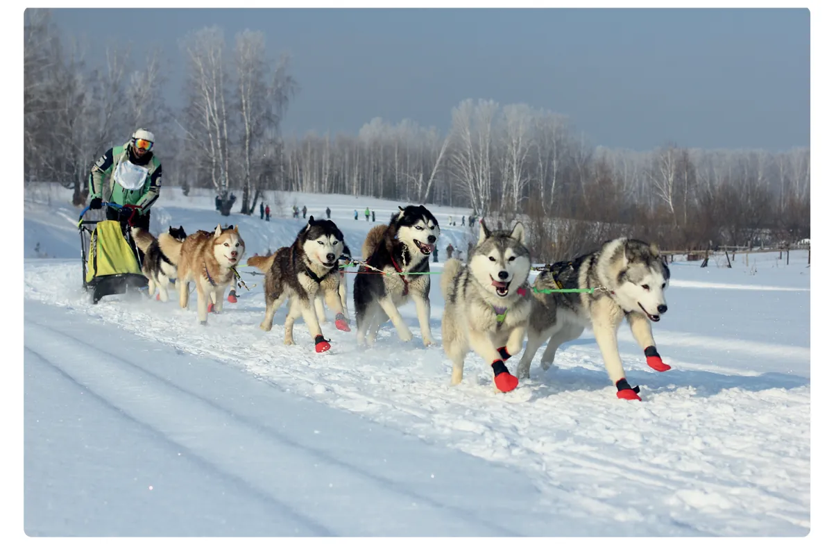 Foto van een hondensledetocht met zes husky’s met rode schoentjes over een besneeuwde weg.