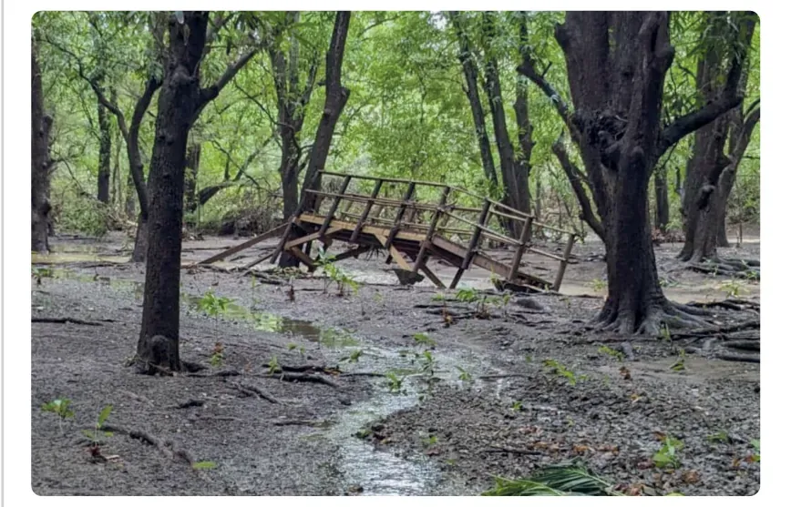 Foto van een ingestorte houten brug tussen bomen in een modderig beekje.