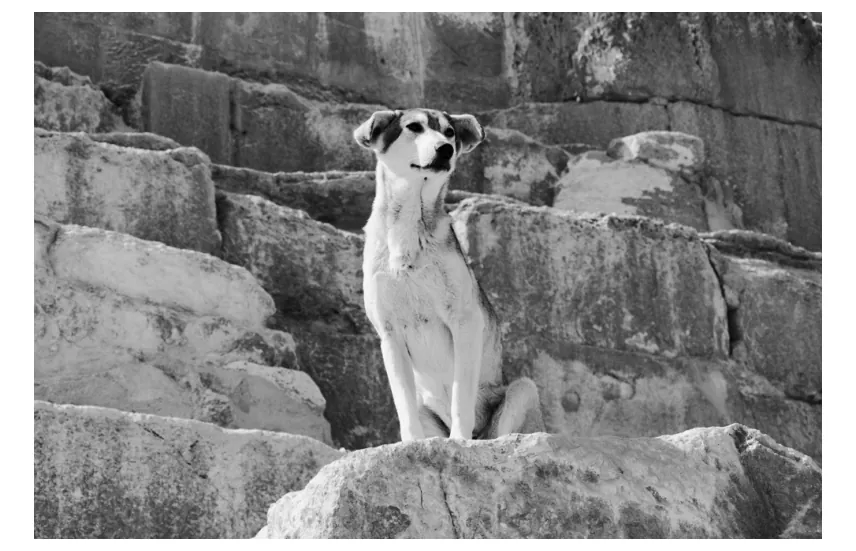Foto van een hond die op grote stenen blokken van een piramide zit.