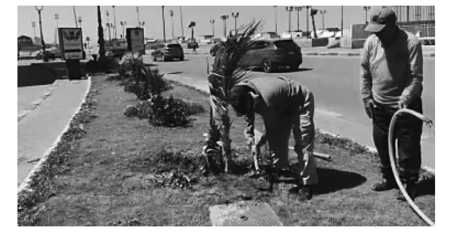 Foto van twee mannen die een jonge palm planten in een grasstrook langs een weg.