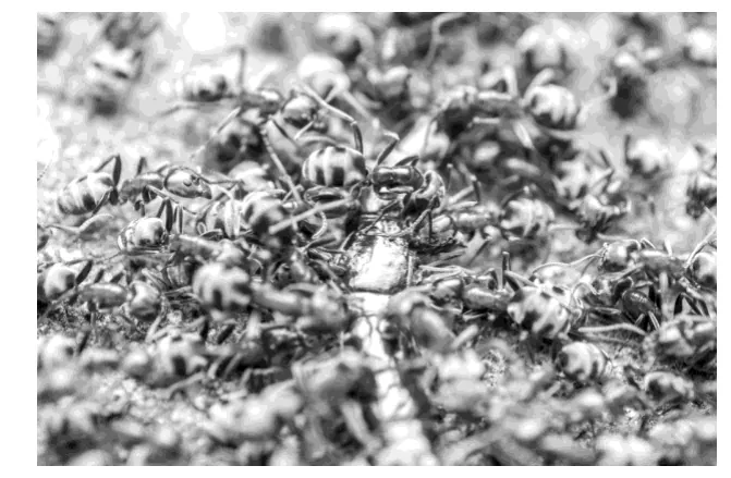 Close-up van een groep zilverkleurige mieren.