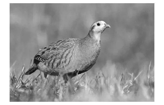 Foto van een patrijs die door een grasveld loopt.
