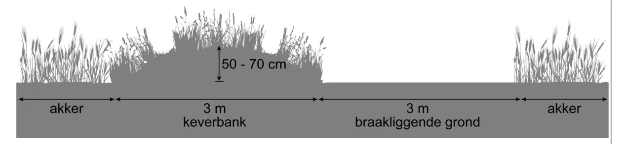 Dwarsdoorsnede van een akker met een keverbank van 3 meter breed en 50 tot 70 centimeter hoog, naast 3 meter braakliggende grond.
