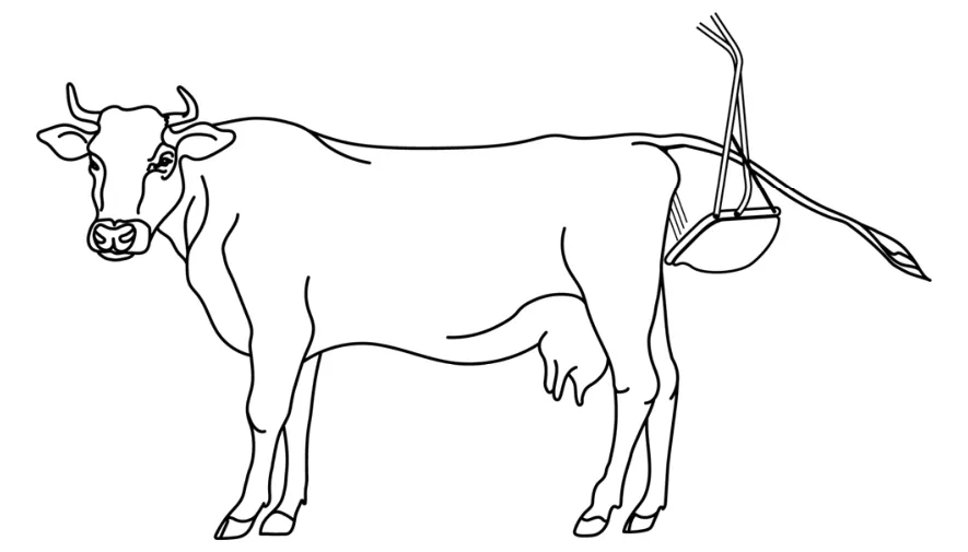 Tekening van een koe met een opvangbak aan de achterkant, die tegen de achterkant van de koe drukt.