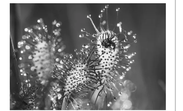 Foto van kleine zonnedauw met kleverige druppels op de bladeren en gevangen insecten.