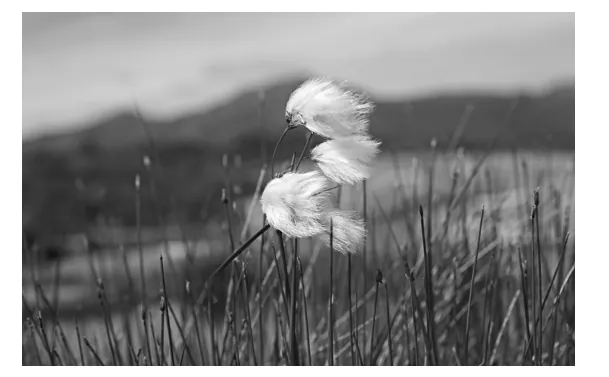 Foto van veenpluis met witte, pluizige aartjes in een grasveld.