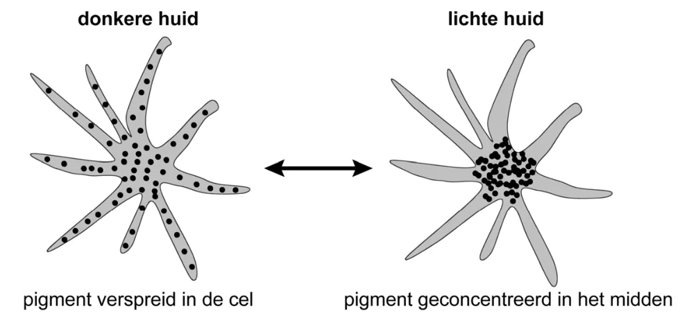 Tekening van stervormige pigmentcellen met het pigment verspreid in de donkere huid en geconcentreerd in het midden bij de lichte huid.