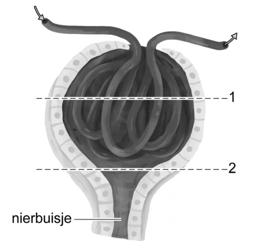 Schematische tekening van het kapsel van Bowman met de glomerulus, met twee stippellijnen die plaats 1 en plaats 2 aangeven.
