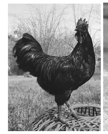 Foto van een zwarte haan van het ras ayam cemani, met zwart verenkleed.