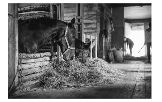 Afbeelding bij Paarden voeren zonder brokken (opgaven-p18-1.webp).
