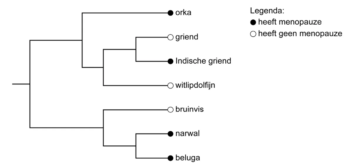 Afbeelding bij vraag 19 (opgaven-p9-1.webp).