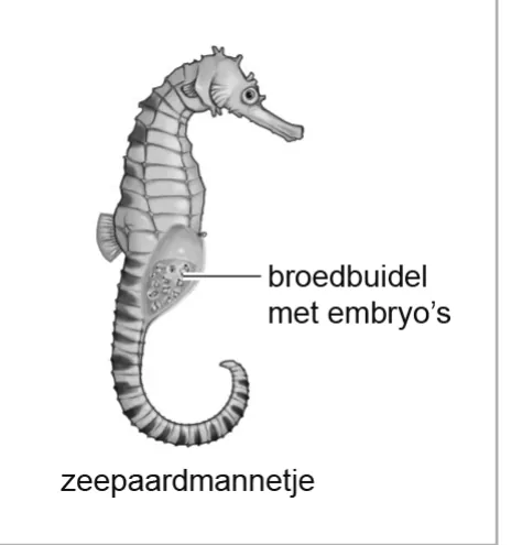 Afbeelding bij vraag 30 (opgaven-p12-1.webp).