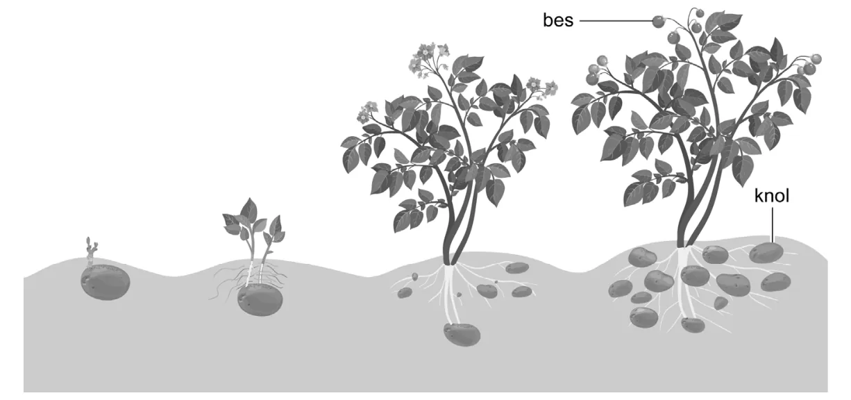 Afbeelding bij Giftig bladgroen (opgaven-p14-1.webp).