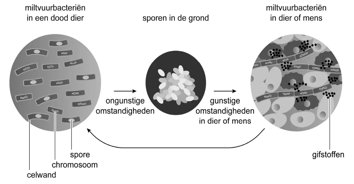 Afbeelding bij Miltvuur (opgaven-p18-1.webp).