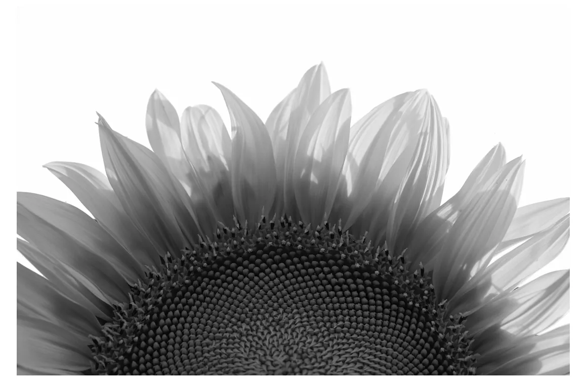 Foto van de bloem van een zonnebloem.