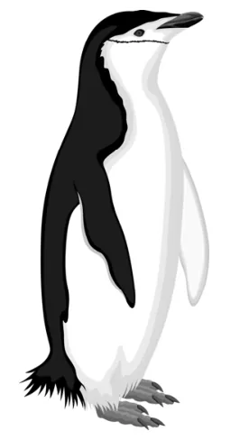 Tekening van een pinguïn.