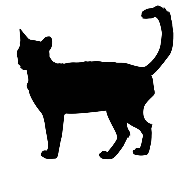 Silhouet van een kat.