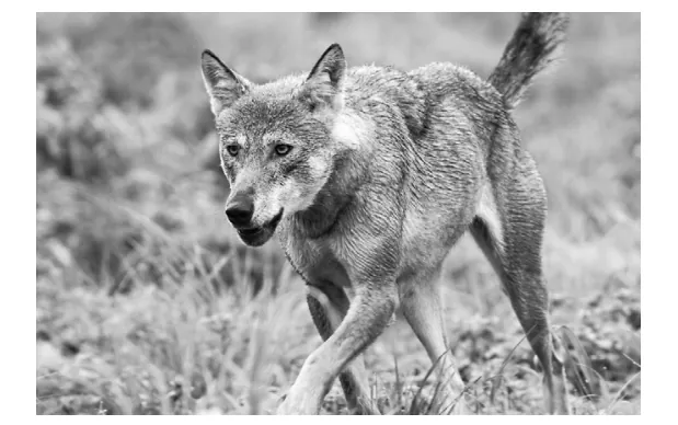 Afbeelding bij Opgave 2 De wolf in Nederland (opgaven-p5-1.webp).