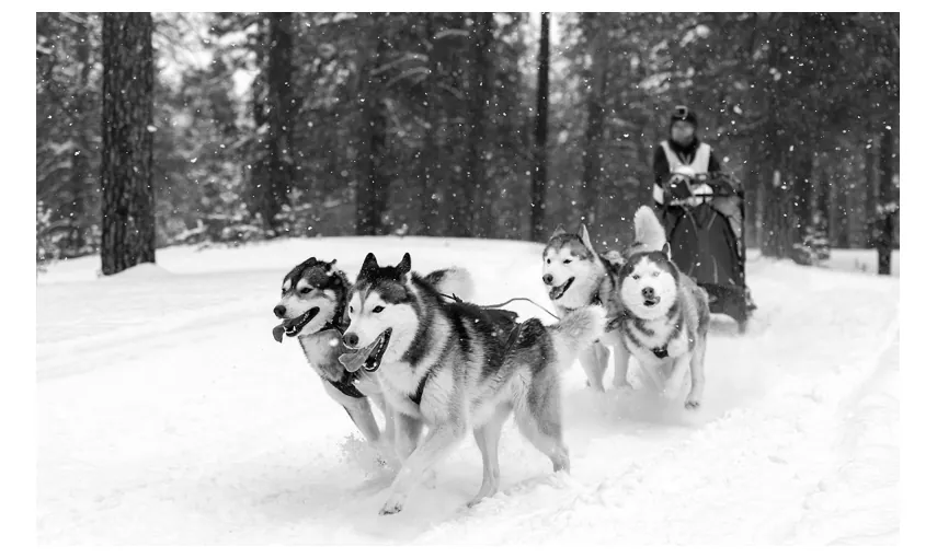 Foto van een hondenslee met vier huskies die door een besneeuwd bos trekken, met een musher op de slee.
