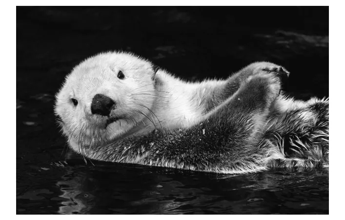 Foto van een zeeotter op zijn rug in het water.