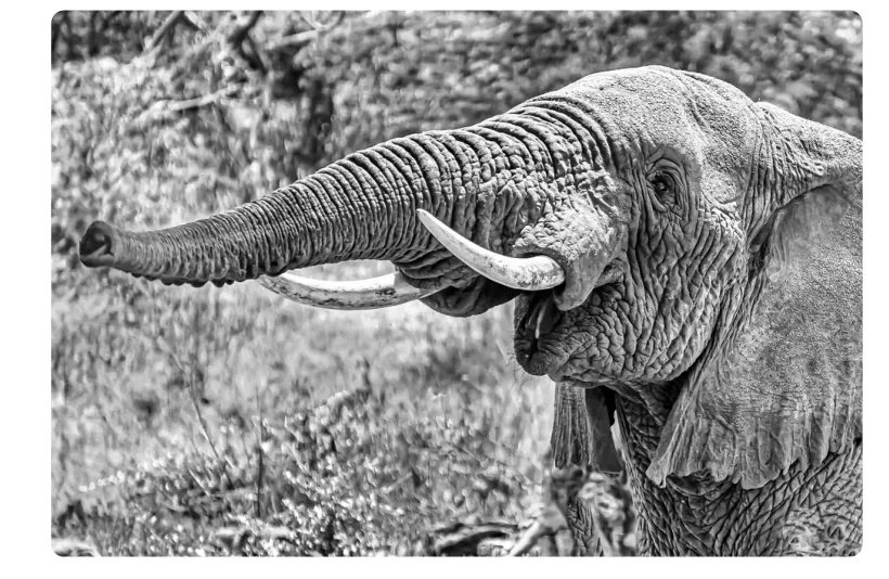Foto van een olifant met zijn slurf naar links uitgestrekt en zijn slagtanden zichtbaar.