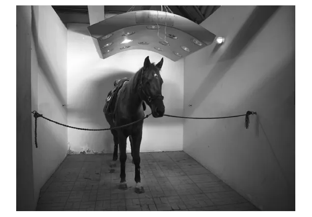 Afbeelding bij Paardenkachel (opgaven-p2-1.webp).