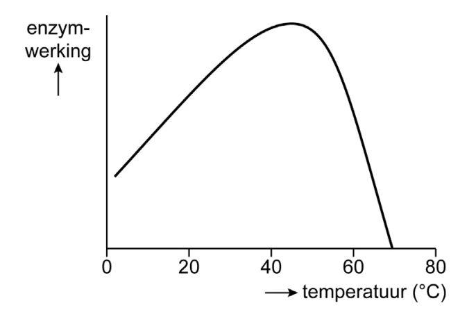 Grafiek van de enzymwerking (zonder schaalverdeling) tegen de temperatuur in °C van 0 tot 80. De lijn stijgt van 0 °C tot een maximum bij ongeveer 45 °C en daalt daarna steil tot nul bij ongeveer 70 °C.