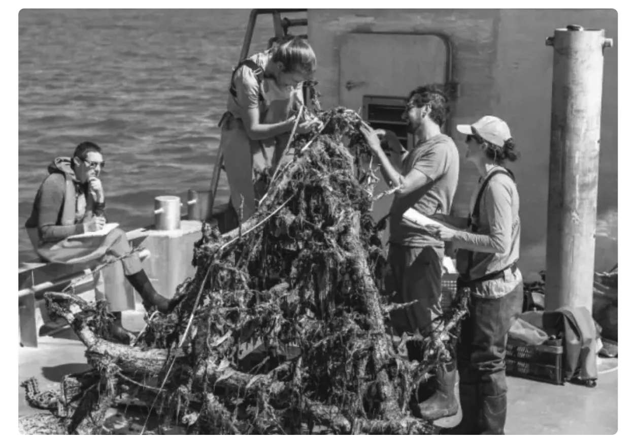 Zwart-witfoto van vier onderzoekers op het dek van een boot rond een piramide van perenbomen die helemaal begroeid is met zeewier. Op de achtergrond is de zee te zien.