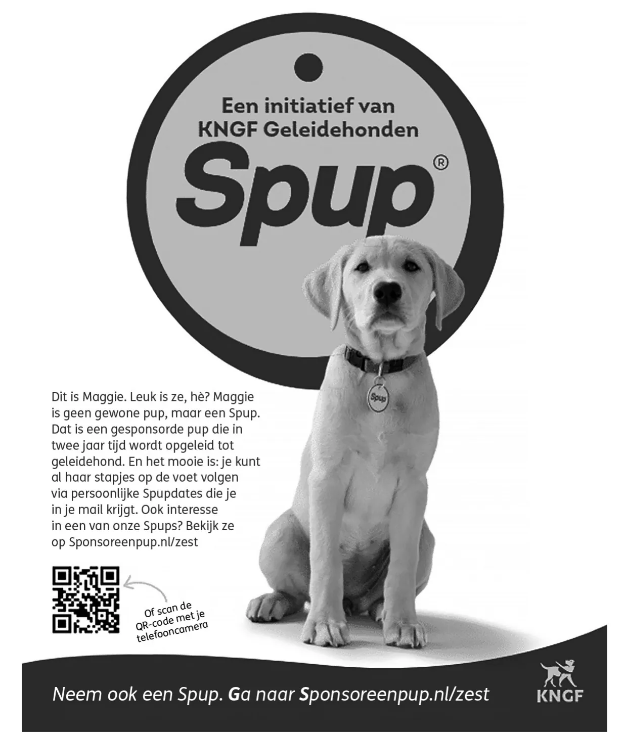 Advertentie van KNGF Geleidehonden met een zittende labradorpup voor een groot rond Spup-logo. Links staat een tekstblok over Maggie, een gesponsorde pup, met daaronder een QR-code en onderaan de regel: Neem ook een Spup. Ga naar Sponsoreenpup.nl/zest.