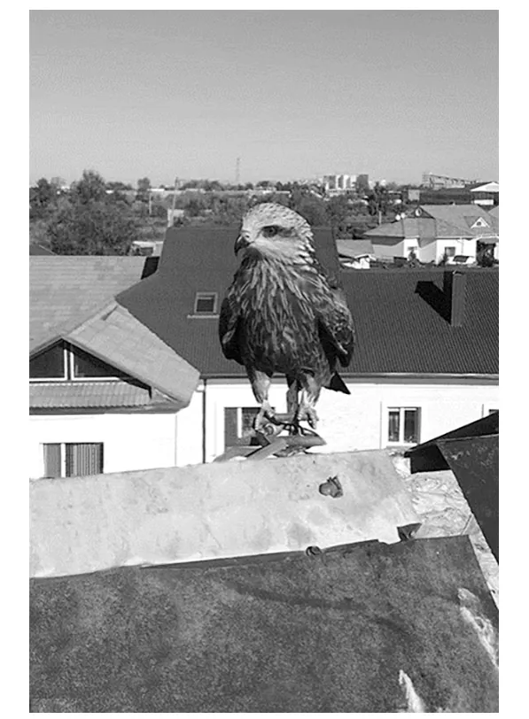 Foto van een valkachtige roofvogel die op de rand van een plat dak zit, met daarachter huizen en bomen.