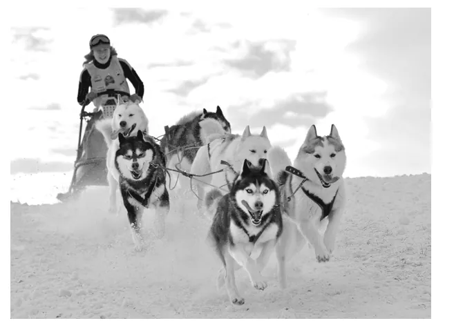 Foto van een man op een slee die door een team husky's en malamutes over een besneeuwd veld wordt getrokken.