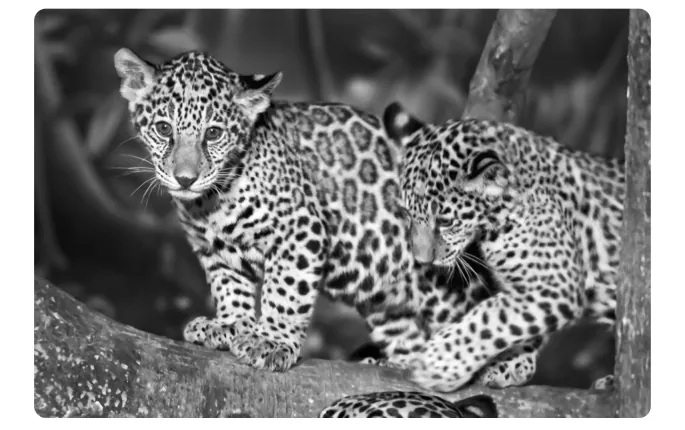 Zwart-witfoto van twee jonge jaguars op een boomstam.