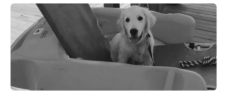 Foto van een golden retriever-puppy die uit een boot naar buiten kijkt.