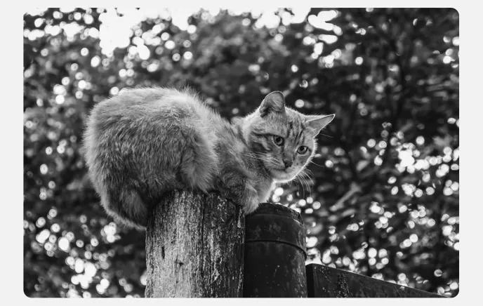 Zwart-witfoto van een kat op een houten paal, met een achtergrond van struiken met lichtvlekken.