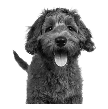 Zwart-witfoto van een vrolijke krullende hond met de tong uit de bek.