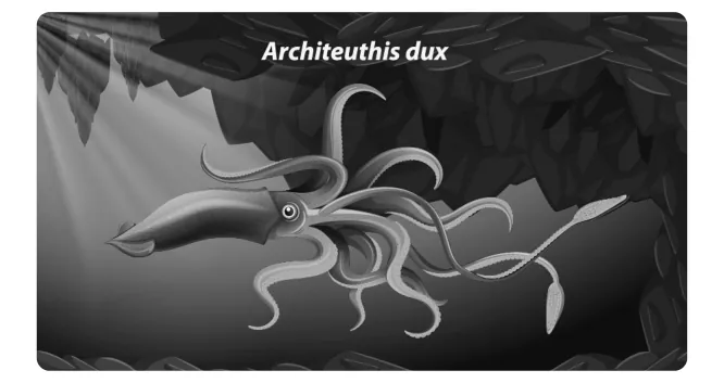 Illustratie van een reuzeninktvis met lange armen, met de naam Architeuthis dux erboven.