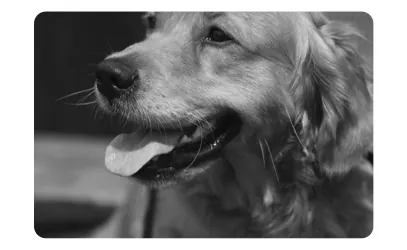 Een golden retriever met een open bek en een uitstekende tong.